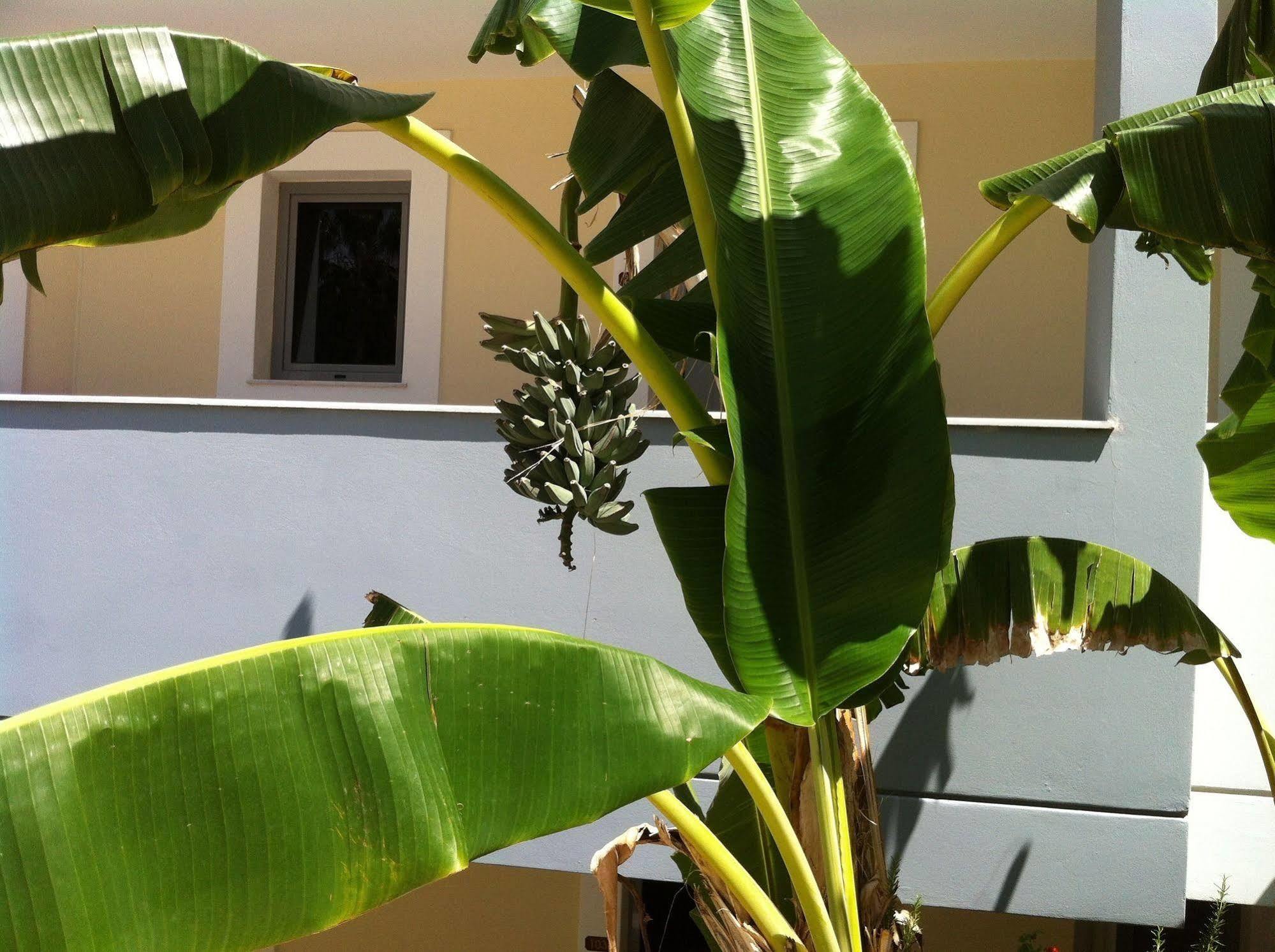 Aparthotel Olgas Paradise 3*